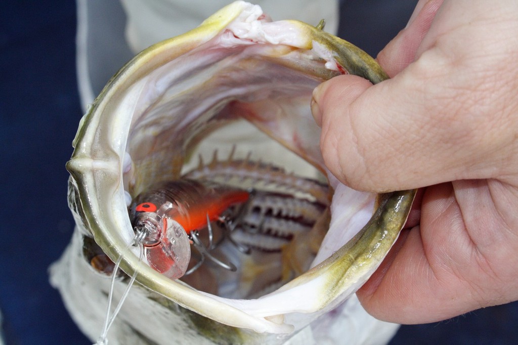 When your lure is this far down, you’ll thank your lucky stars you’ve upgraded the hooks. © Jarrod Day