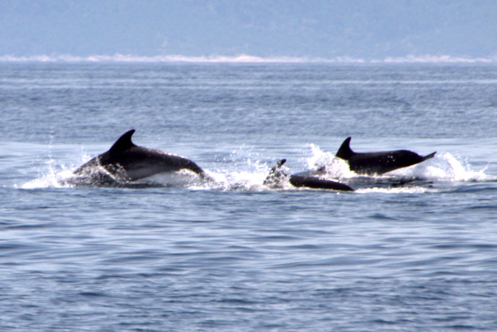 Dolphins play on the race line, day one of races in this years rally in Croatia - 2011 One Design Croatia Yacht Rally  © Maggie Joyce - Mariner Boating Holidays http://www.marinerboating.com.au