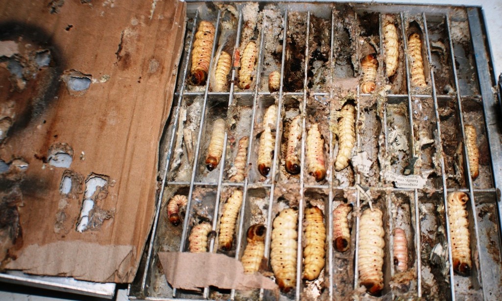 Grubs are kept in trays . - Tasmanian feature © Carl Hyland