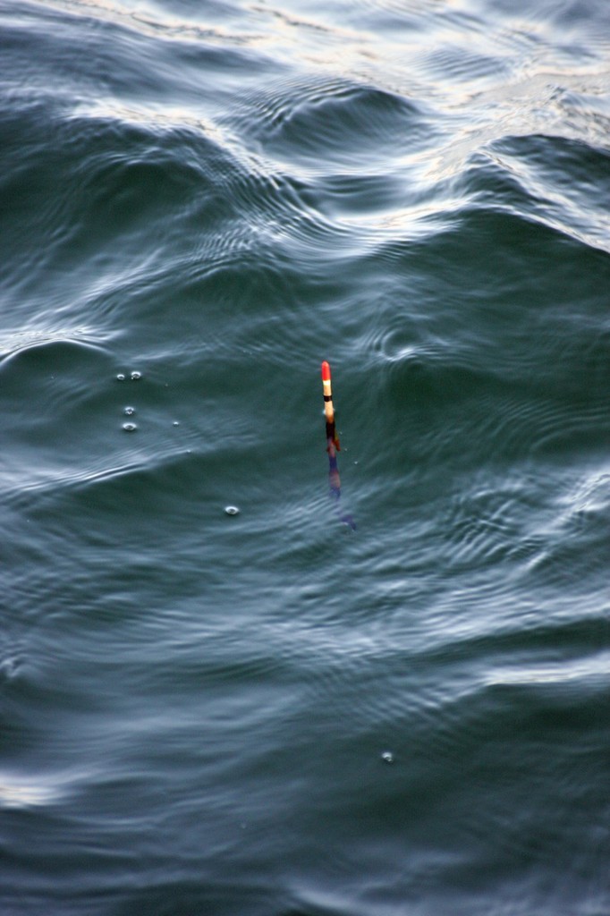 A pencil float is the most effective way to catch gars. © Jarrod Day
