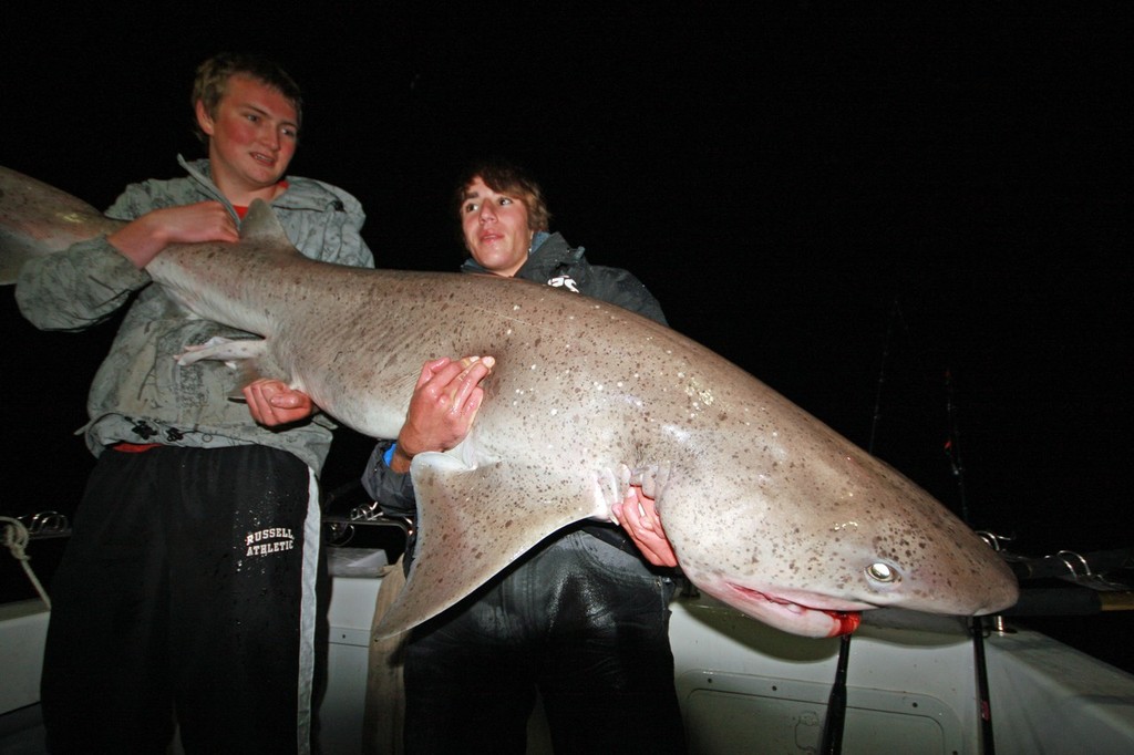 Seven gill sharks may be a pest but fun to catch nonetheless. © Jarrod Day