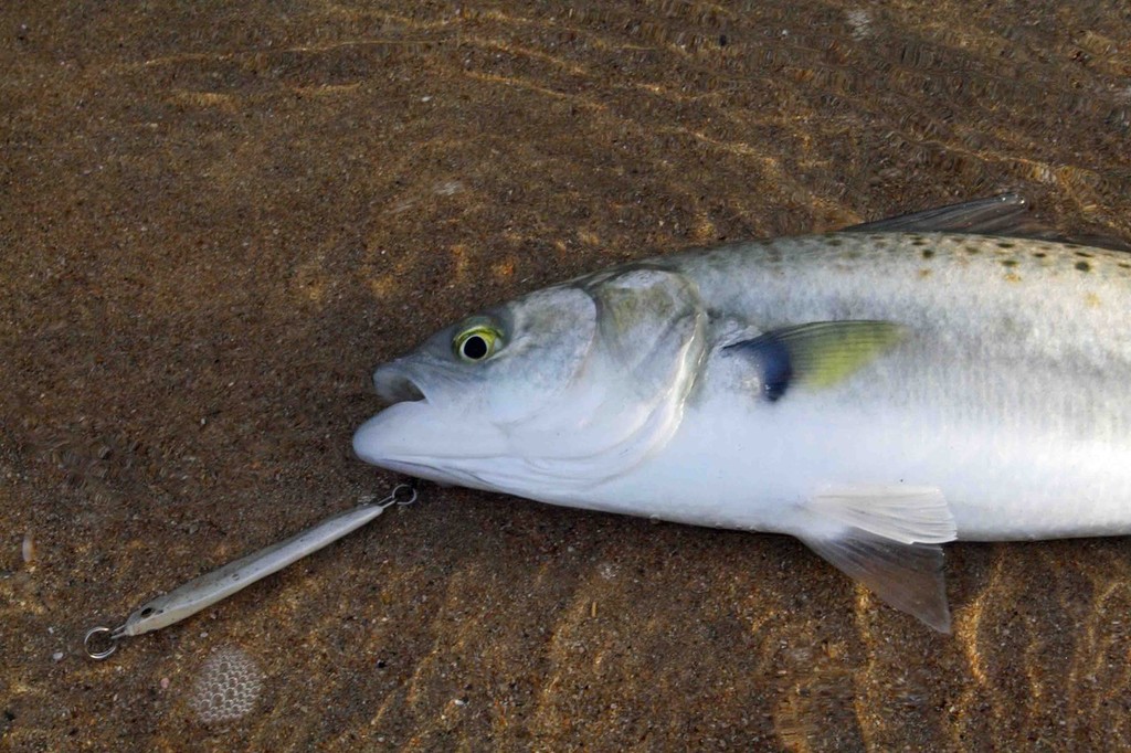 40 gram lazer lures are ideal for most inlets. photo copyright Jarrod Day taken at  and featuring the  class