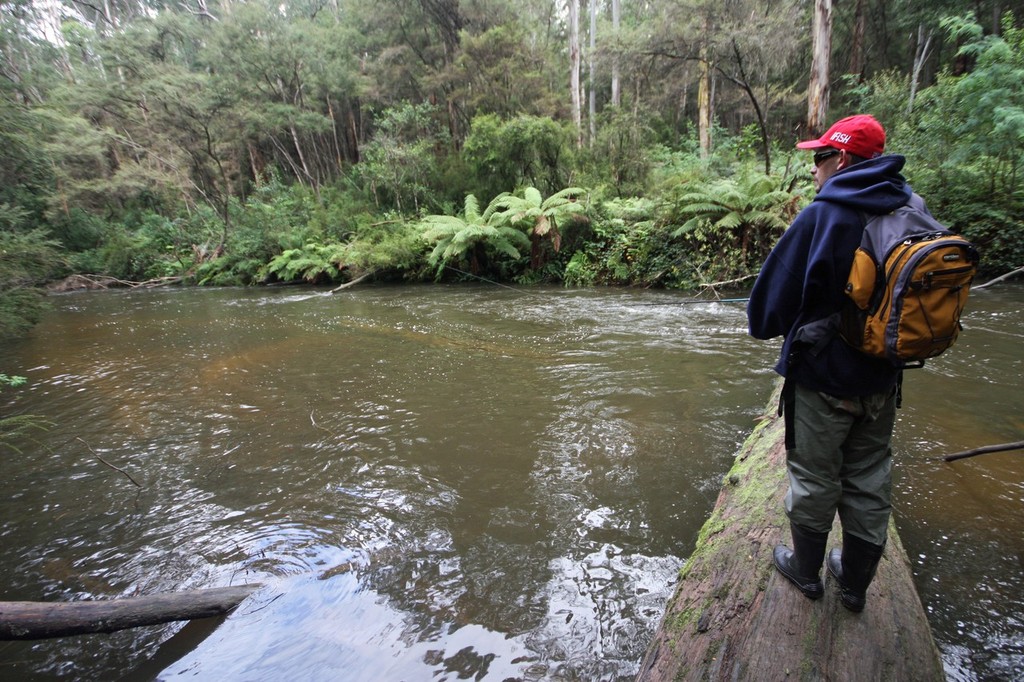 Logs and other debris are all fish holding locations. © Jarrod Day