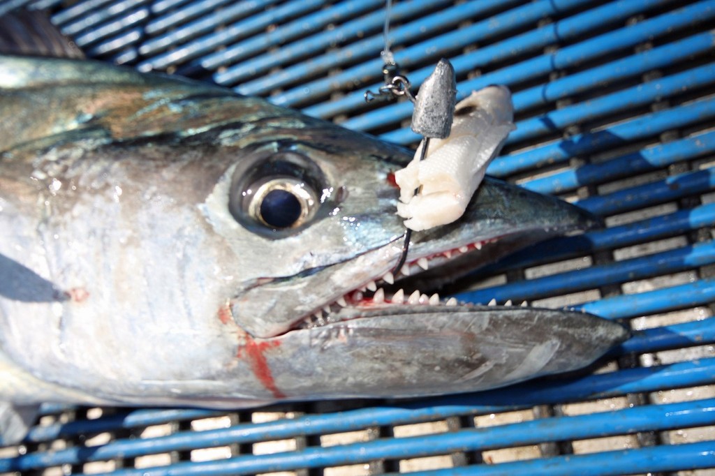 Some soft plastics like Squidgy’s have 4x strong hooks already fitted and designed for big species. © Jarrod Day