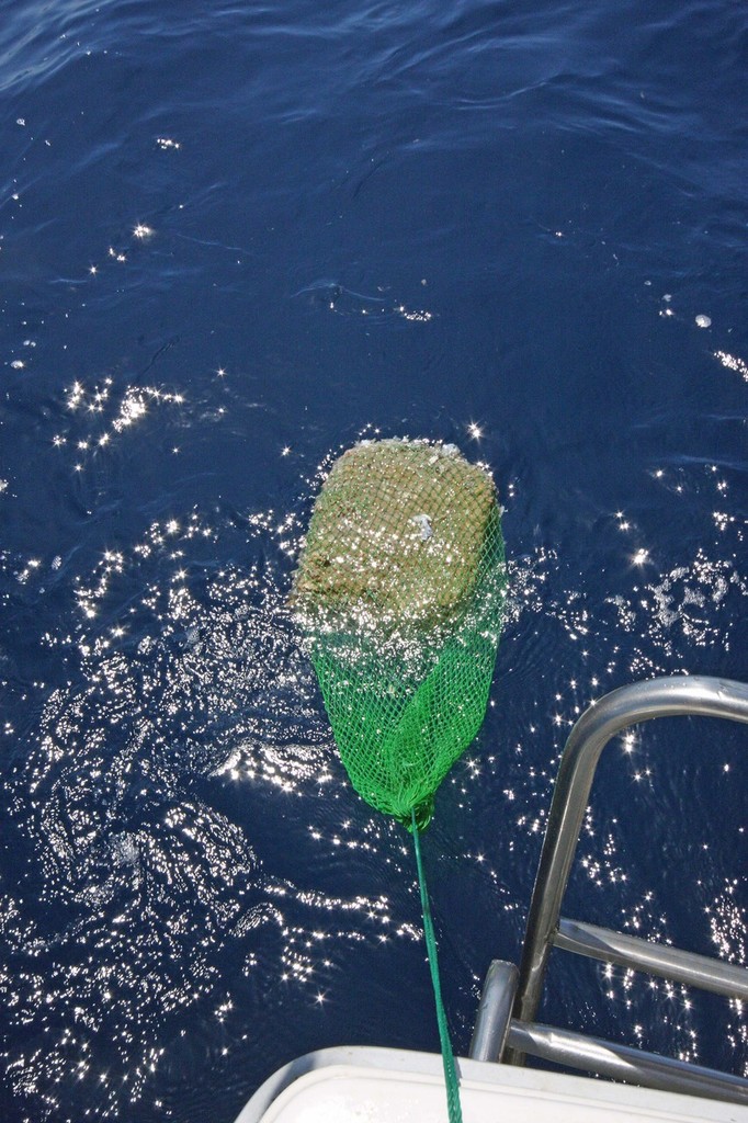 When fishing for sharks, an onion or scaler bag is use to hold pellets, tuna logs or fish offal. - Jarrod Day © Jarrod Day