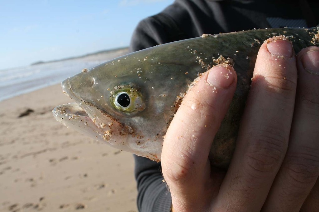 Cocky salmon. © Carl Hyland - copyright