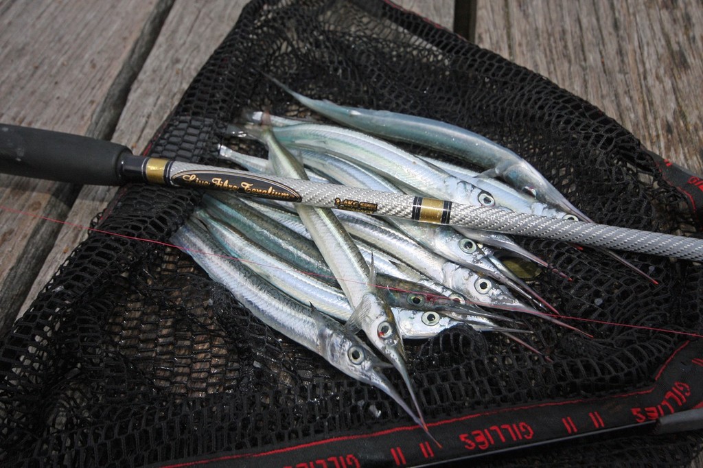 Netting your catch will prevent you from losing any at the boat or Pier. © Jarrod Day