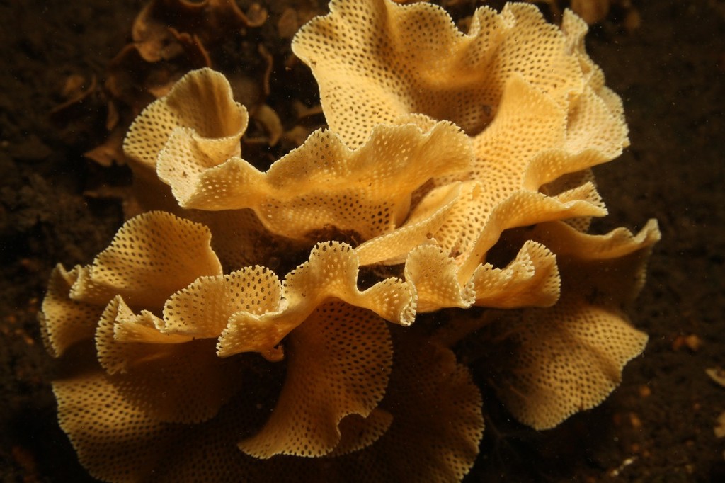 Lace bryozoans and seapens are found in the Bathurst Channel, Port Davey, south-west Tasmania, where tannin-stained waters restrict light penetration © Neville Barrett, University of Tasmania