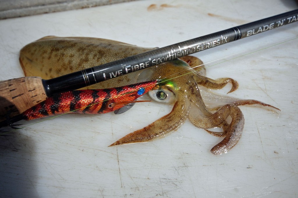 Calamari can be caught on a range of tackle, light graphite rods enable the angler have direct contact with the jig ©  Jarrod Day www.jarrodday.com