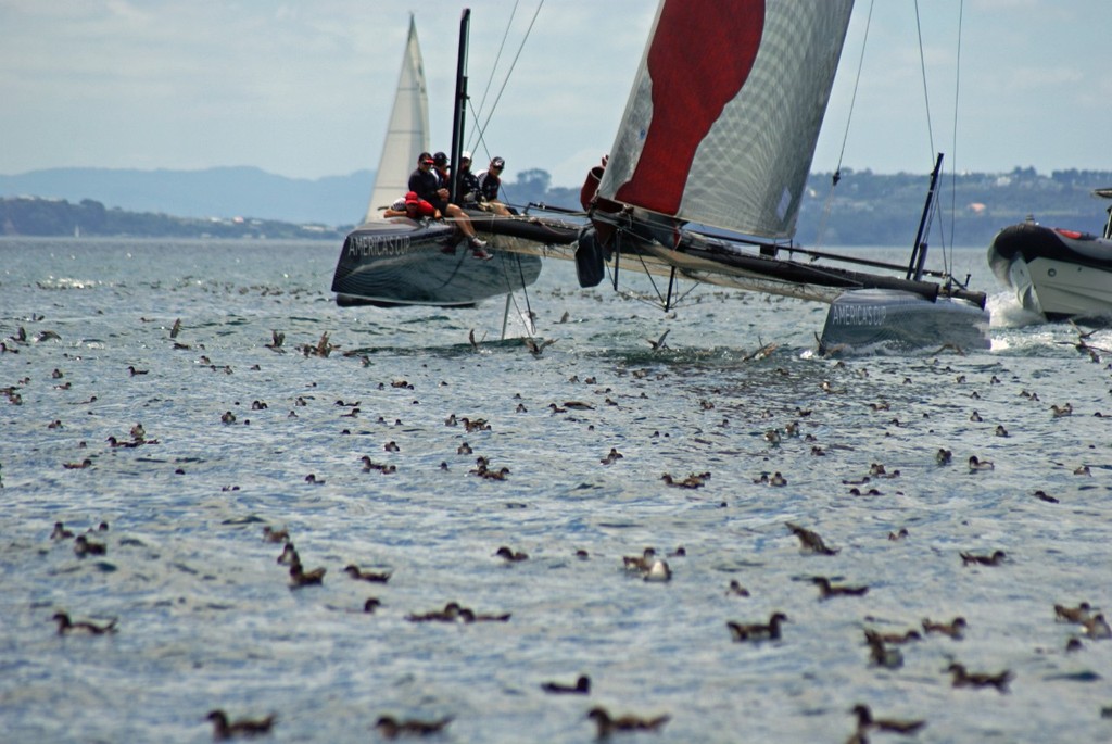 Team New Zealand sailing the AC45 - 5 February 2011 © Richard Gladwell www.photosport.co.nz