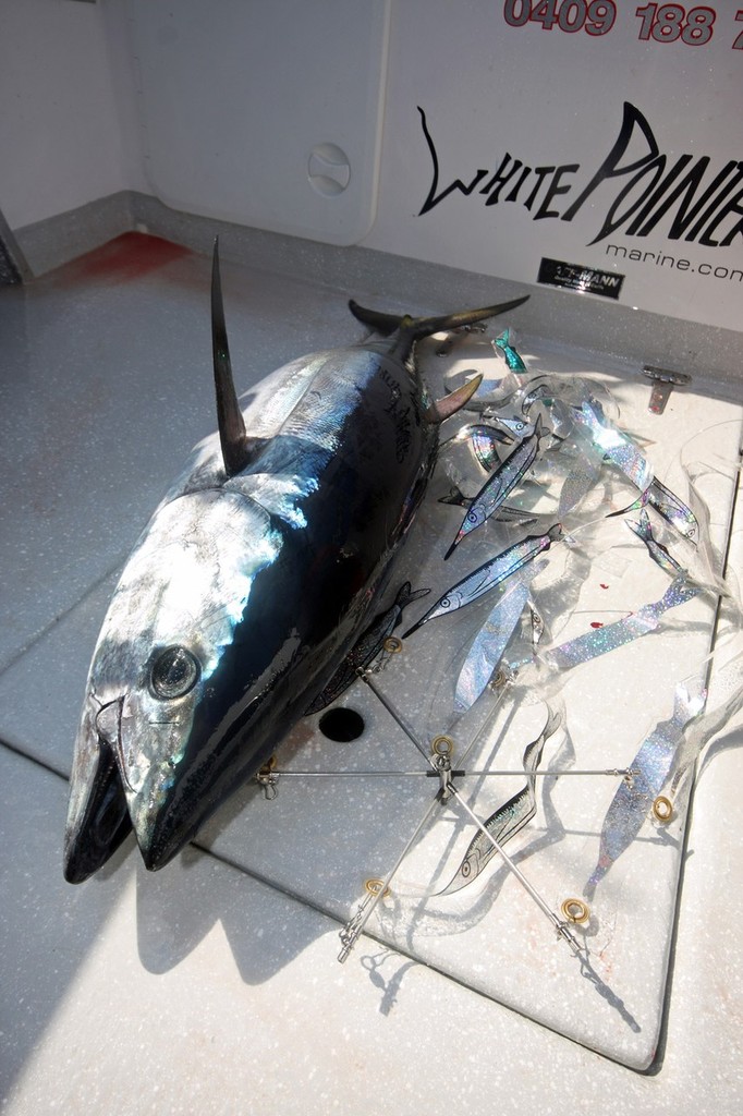 The 3 dimensional teasers by Strike Point Tackle has been a sure way to attract tuna to the lure spread.  ©  Jarrod Day www.jarrodday.com