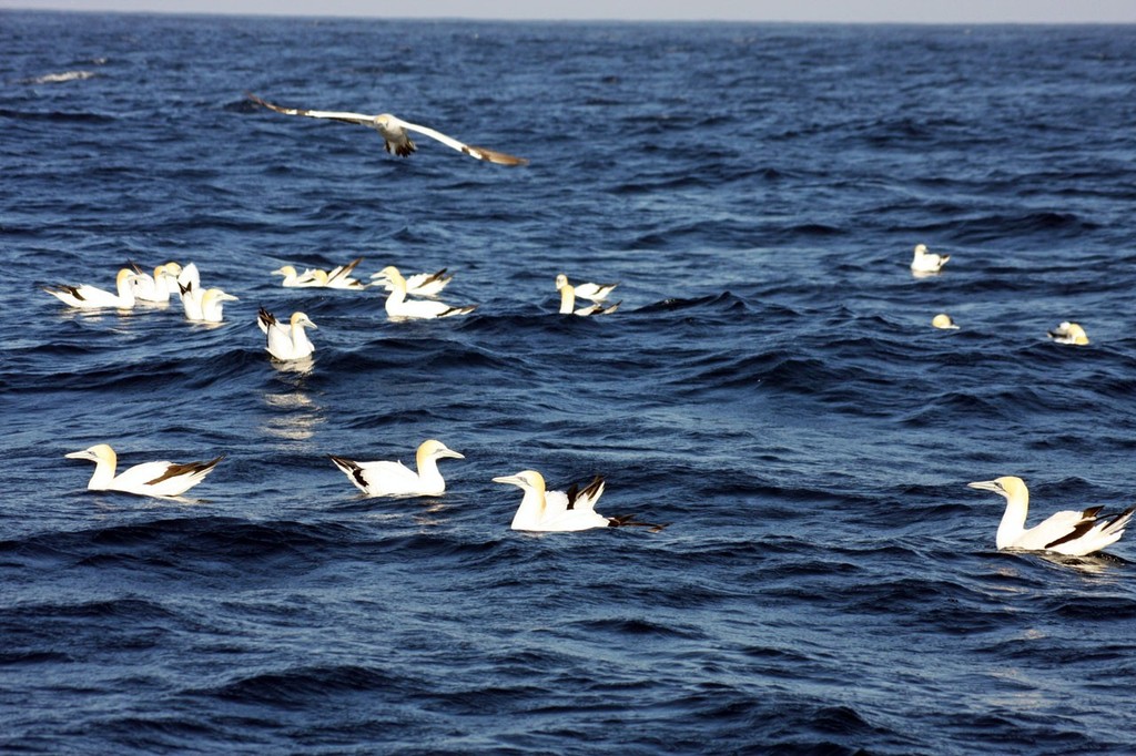 Birds sitting on the water’s surface is a good sign there are tuna below. It pays to stay and work this location. ©  Jarrod Day www.jarrodday.com