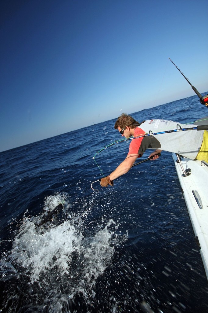 One angler has to be responsible to secure the catch. Gaffing fish is the easiest way to get the catch in the boat. ©  Jarrod Day www.jarrodday.com