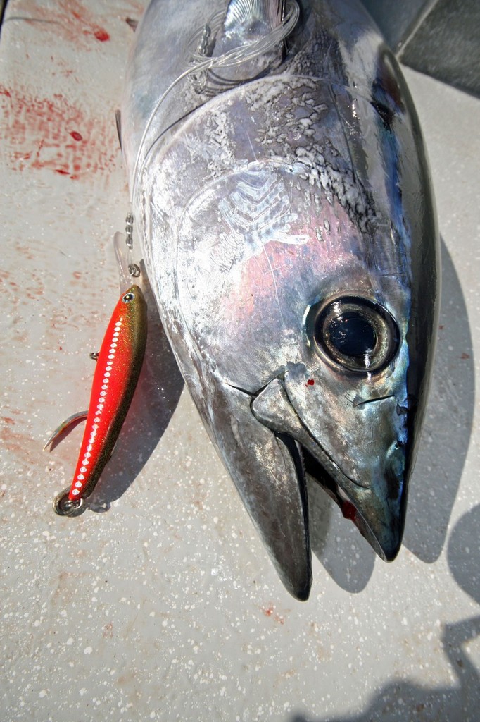 The Bolt Mystique “Red Barron” hard body is outstanding representing the bait fish the tune are feeding on. ©  Jarrod Day www.jarrodday.com