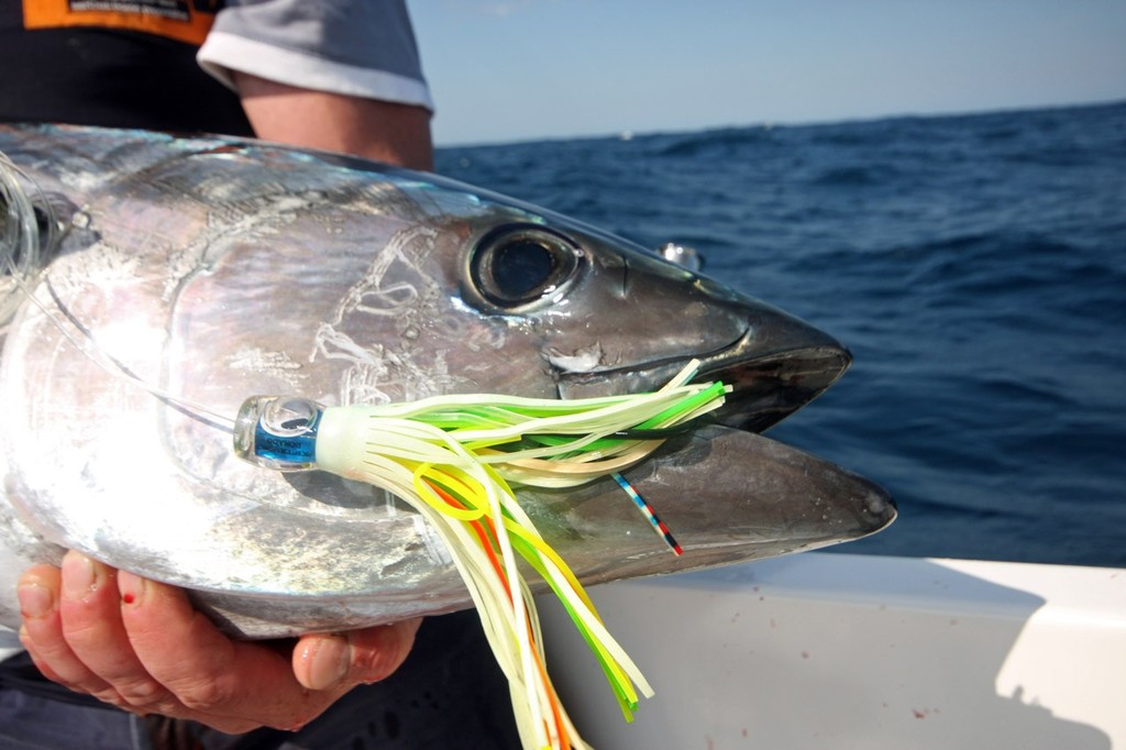 Richter’s Dorado in the Lumo colour is deadly on both Albacore and Blue Fin. ©  Jarrod Day www.jarrodday.com