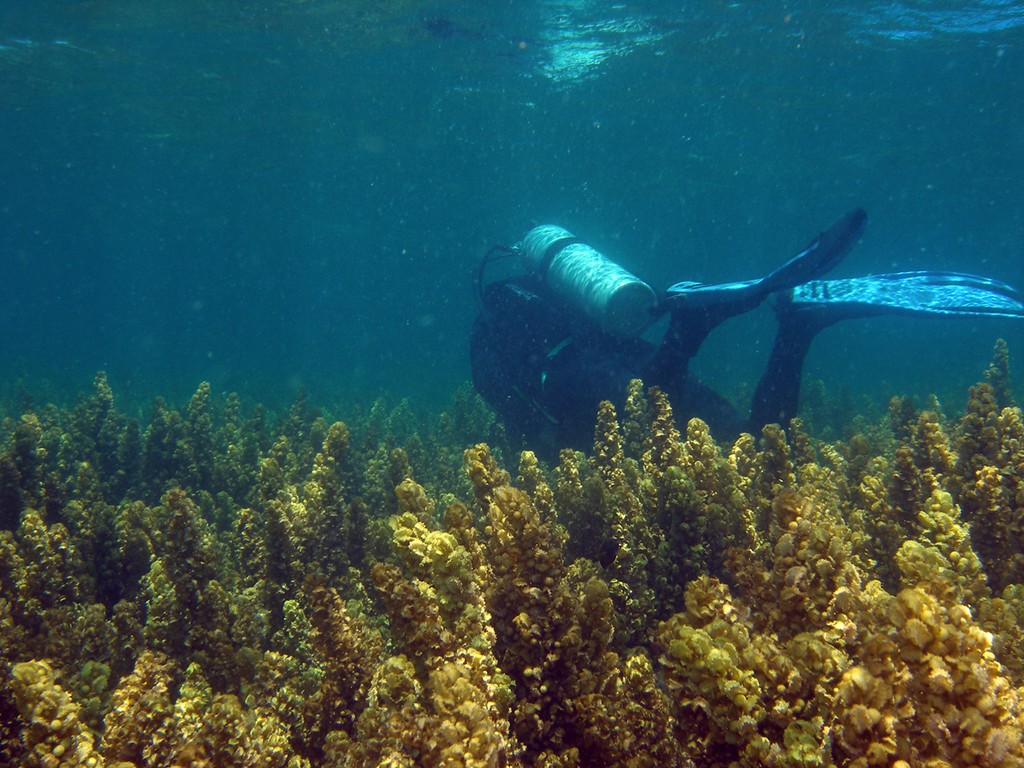 Weed and diver inshore Great Barrier Reef photo copyright ARC Centre of Excellence Coral Reef Studies http://www.coralcoe.org.au/ taken at  and featuring the  class