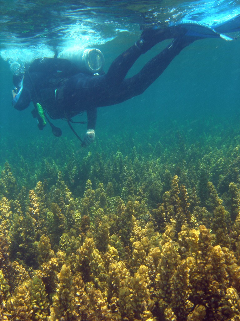 Weed and diver inshore Great Barrier Reef photo copyright ARC Centre of Excellence Coral Reef Studies http://www.coralcoe.org.au/ taken at  and featuring the  class