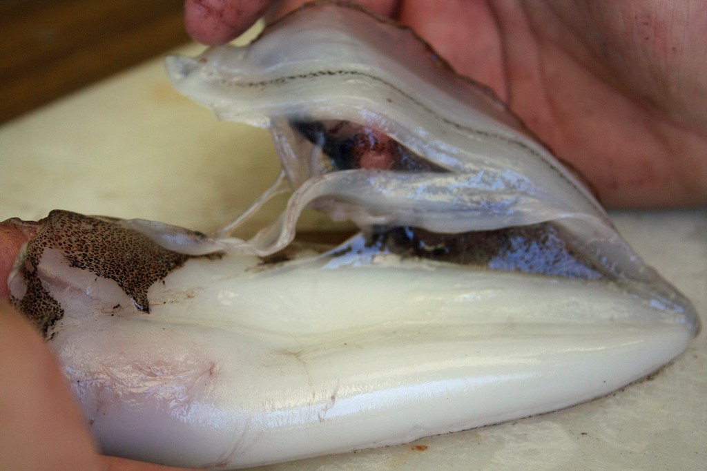 With your thumb nail, run it along the edge of the hood from the tip to the base and simultaneously grip the wing with your hand and pull away. photo copyright Jarrod Day taken at  and featuring the  class