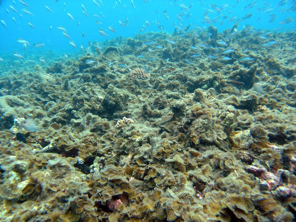 Photo courtesy of Guillermo Diaz-Pulido <br />
 <br />
 <br />
     © ARC Centre of Excellence Coral Reef Studies http://www.coralcoe.org.au/