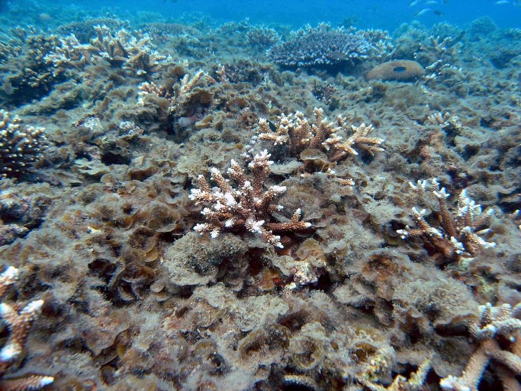 Photo courtesy of Guillermo Diaz-Pulido <br />
 <br />
 <br />
     © ARC Centre of Excellence Coral Reef Studies http://www.coralcoe.org.au/