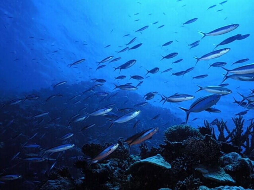 The Western Australian Fishing Industry Council says the report show there is in fact an increase in biomass. photo copyright SW taken at  and featuring the  class