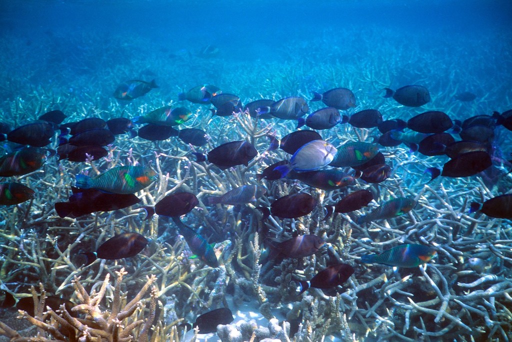 Grazing Herbivores. Photo courtesy of GBRMPA image library <br />
 <br />
 <br />
 © ARC Centre of Excellence Coral Reef Studies http://www.coralcoe.org.au/
