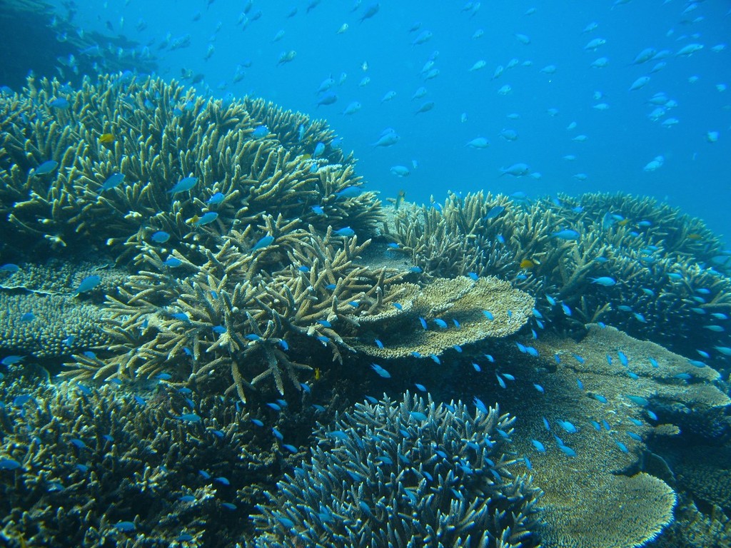 Healthy reef, Lady Elliot Island. Photo courtesy of Paul Marshall <br />
 <br />
 <br />
 © ARC Centre of Excellence Coral Reef Studies http://www.coralcoe.org.au/