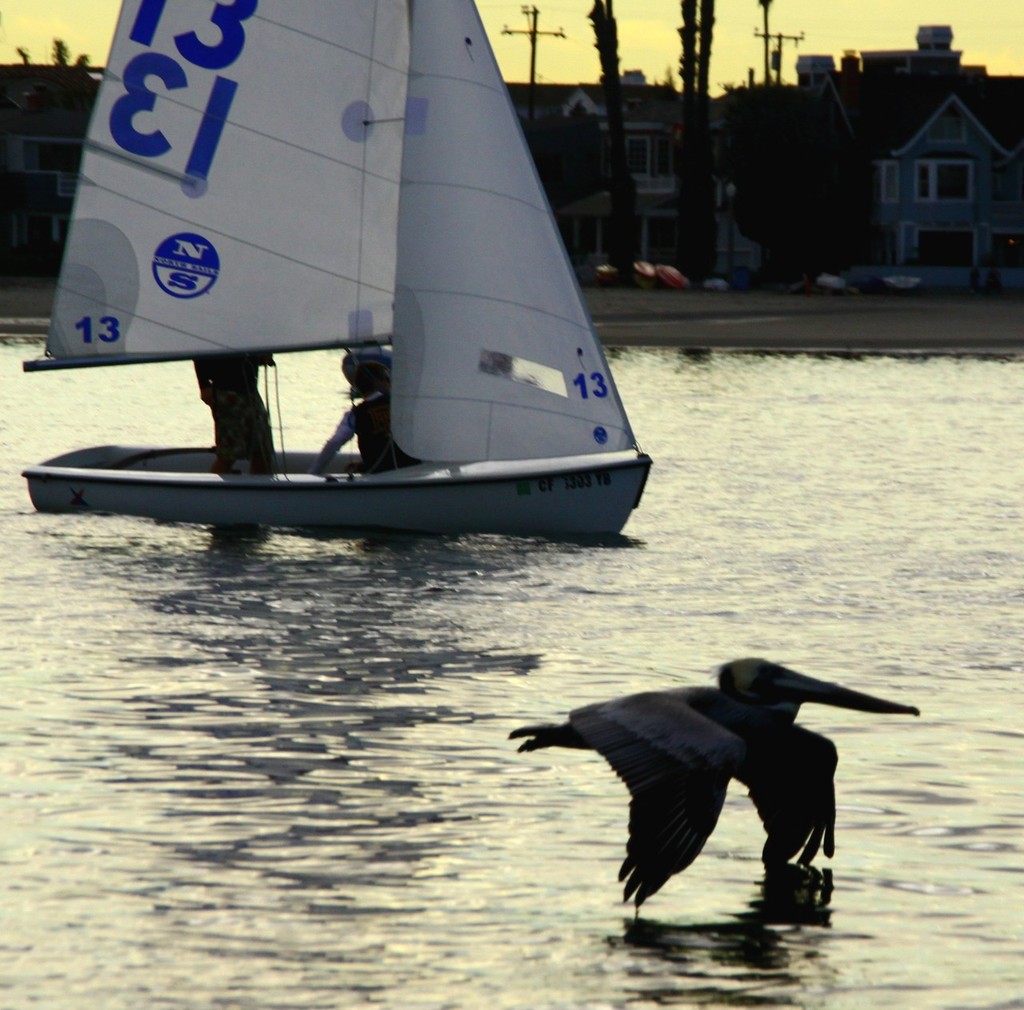 A California brown pelican  - 26th Rose Bowl Regatta at Long Beach © Rich Roberts http://www.UnderTheSunPhotos.com