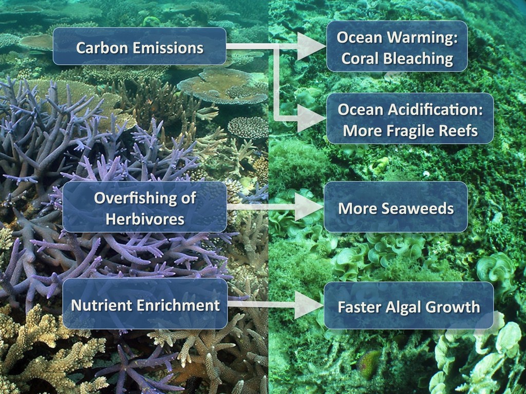 Impacts from increasing atmospheric carbon dioxide and pressures from other man-made stressors like overfishing and reduced water quality can in combination push coral reefs from spectacular places of biodiversity to species-poor areas covered in seaweeds. <br />
The recent modeling study by Anthony and colleagues show that vigilant protection of coral reefs from overfishing and pollution can buy reefs some time until carbon emissions are reduced. <br />
Elimination of local stressors can not compensate for the increasing stress on reefs from CO2 driven warming and acidification, however. <br />
Reduced global carbon emissions as well as vigilant management of local-scale stressors is the only recipe for healthy coral reefs in the 21st century. <br />
<br />
Photos courtesy of Paul Marshall and Ken Anthony<br />
 © ARC Centre of Excellence Coral Reef Studies http://www.coralcoe.org.au/