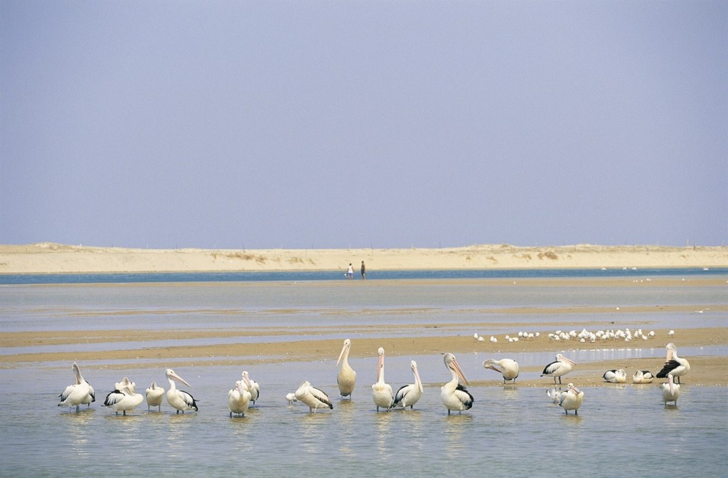 The Entrance on Tuggerah Lake is renowned for its flock of pelicans © NSW Tourism