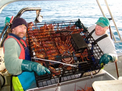 WASSP allows Trevor and his crew to more accurately place their Lobster pots, which sees time and cost savings. © Freddy Foote