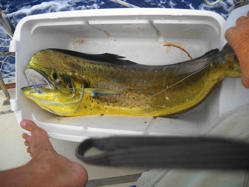 Mahi in the cooler  - Going it Alone © Lee Winters