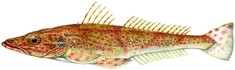 TIGER FLATHEAD - Netting in Tasmania photo copyright Carl Hyland taken at  and featuring the  class