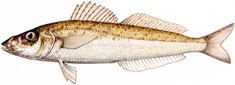 WHITING - Netting in Tasmania photo copyright Carl Hyland taken at  and featuring the  class