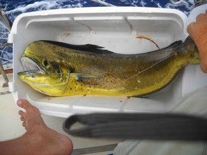 Mahi in the cooler  - Going it Alone photo copyright Lee Winters taken at  and featuring the  class