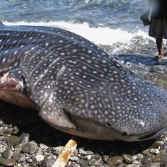 A whale shark killed for it's fins. - Around Australia World Record Attempt photo copyright Team SOS Racing taken at  and featuring the  class