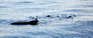 Pilot whales encountered by Team Neutrogena - Barcelona World Race photo copyright Barcelona World Race http://www.barcelonaworldrace.org taken at  and featuring the  class