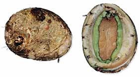 Greenlip abalone photo copyright Department of Primary Industries VIC http://www.dpi.vic.gov.au/ taken at  and featuring the  class