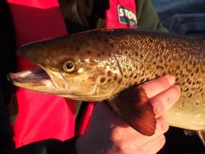Salmon photo copyright Carl Hyland - copyright http://www.fishtas.com taken at  and featuring the  class