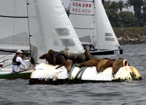 Sea lions enjoyed front row seats - Day 1 - Ullman Sails Long Beach Race Week 2011 photo copyright Rich Roberts http://www.UnderTheSunPhotos.com taken at  and featuring the  class