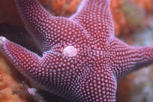 Sea star (Odontaster validus) - Location Bird Island photo copyright British Antarctic Survey http://www.antarctica.ac.uk taken at  and featuring the  class