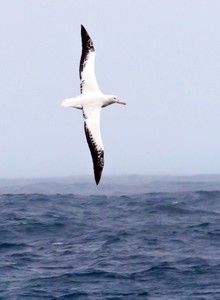 The wingspans of wandering albatrosses can reach 12 feet, but they rarely flap their wings. Instead they take advantage of winds and waves to remain aloft without expending energy. photo copyright Phil Richardson Richardson (Woods Hole Oceanographic Institution) http://www.whoi.edu/ taken at  and featuring the  class