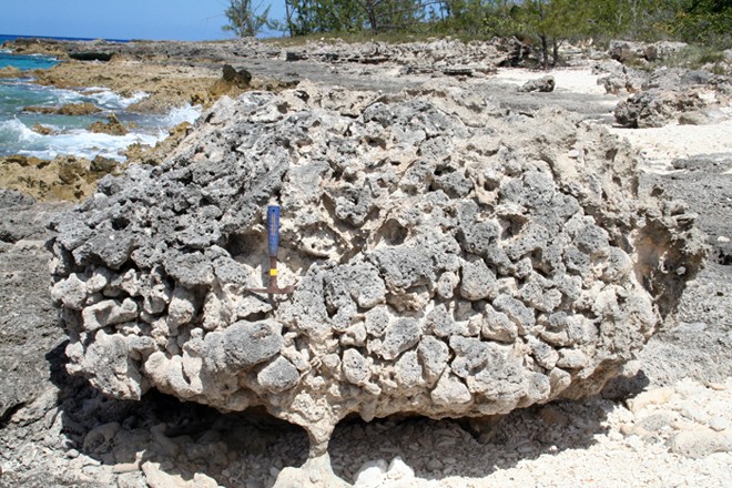 Researchers sampled and dated corals from two fossil reefs of different ages on the islands of Great Inagua and San Salvador, in the Bahamas. This photo shows a large individual fossil coral from the younger reef, which grew directly on the remains of an older generation of similar corals. The two reefs are separated by a wave-cut surface, also visible in the photo, which was eroded in the swash zone after sea level fell. Since both generations of corals grew in about 3 m of water, and the wave- ©  H. A. Curran, Smith College