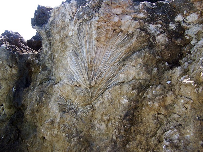 A fossil coral like those the authors sampled and dated to reconstruct sea level changes during the Last Interglacial period. ©  H. A. Curran, Smith College