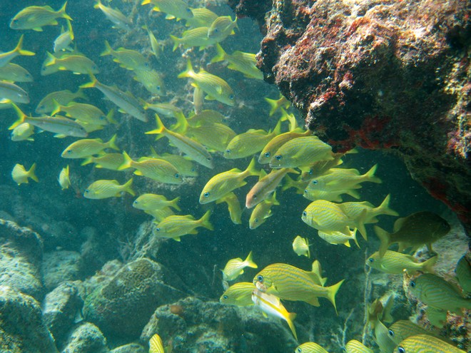 The diving and snorkelling around Guadeloupe and Îles des Saintes is excellent. Here a school of French Grunts (so named because of the sounds they make) hover around one of the reefs off Ilet à Cabrit. © Canadian Yachting (SWCC)