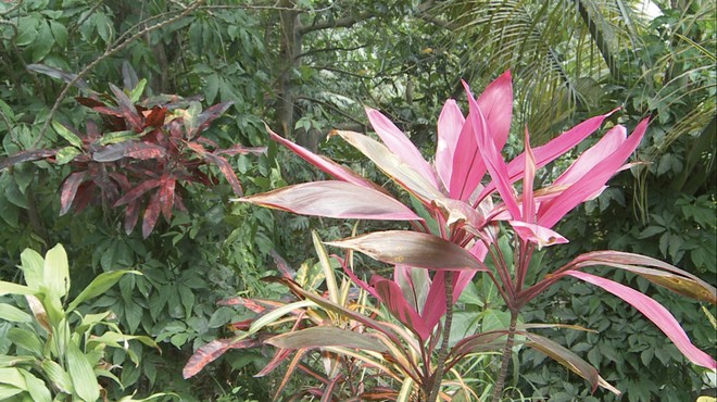 Despite the destruction on the south end of the island, the rest of the island remains lush and the rainforest thrives. There is a well-maintained network of hiking trails popular with bird watchers. Water is not a problem on Montserrat. There are many natural springs and legend has it that if you drink from the spring at Runaway Ghaut you are sure to return to Montserrat. © Canadian Yachting (SWCC)