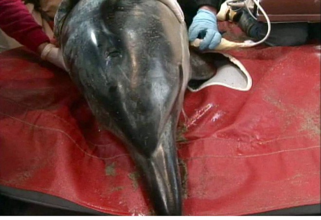 A common dolphin is examined by ultrasound after stranding alive on Cape Cod, Mass. (Image under NOAA Stranding Agreement with International Fund for Animal Welfare (IFAW) &copy;  International Fund for Animal Welfare