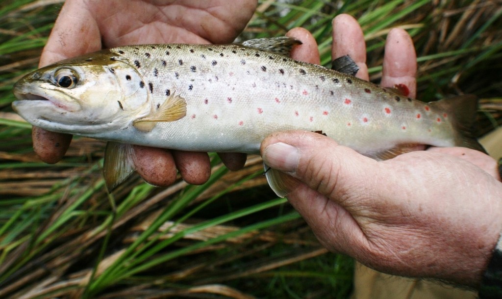 Trout brown © Carl Hyland