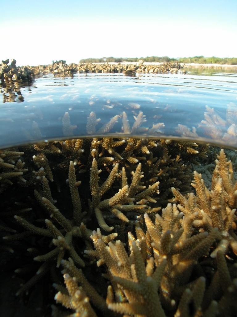 Healthy coral photo copyright ARC Centre of Excellence Coral Reef Studies http://www.coralcoe.org.au/ taken at  and featuring the  class
