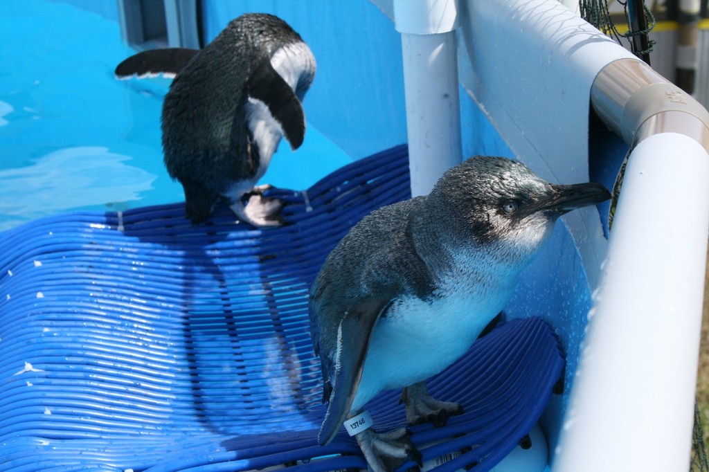 Little Blue penguins recover after beng coated in oil from the grounded container ship Rena.  Image credit: Depart of Conservation (DOC) © Maritime NZ www.maritimenz.govt.nz
